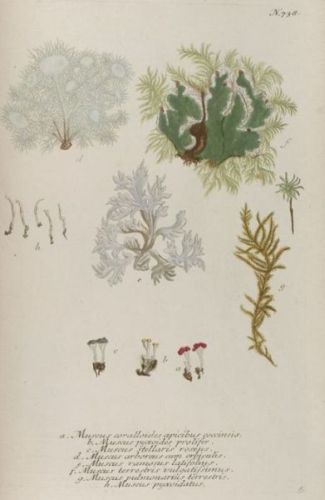 Muscus Arboreus - Hypnum cupressiforme L.